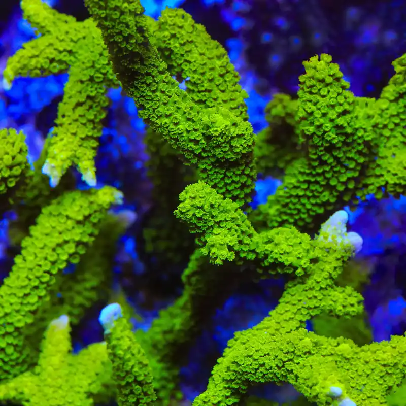 Nuclear Green Montipora Digitata Coral - TSA Coral