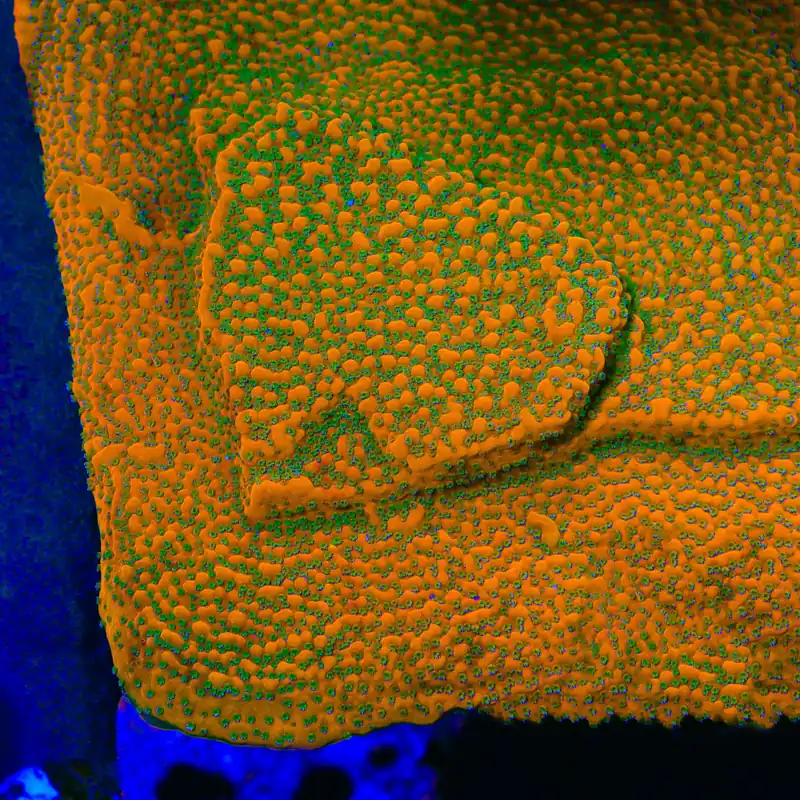 Aquamans Revenge Montipora Coral - TSA Coral
