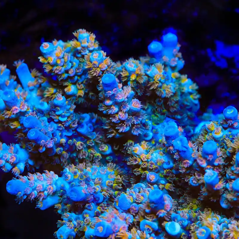 TSA Diamond Dust Tenuis Acropora Coral - TSA Coral