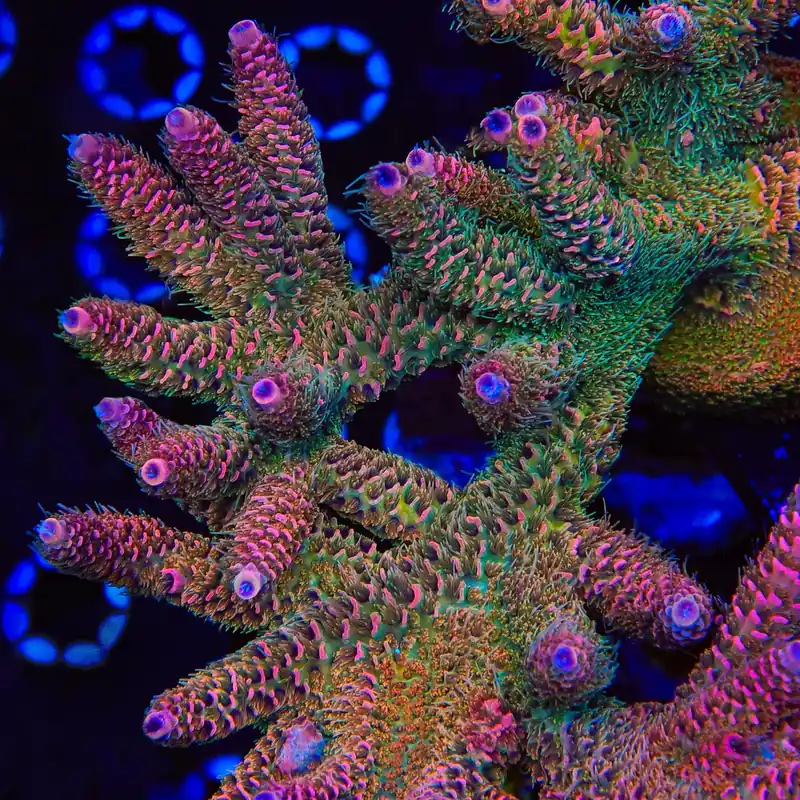 TSA Heaven and Hell Millepora Acropora Coral - TSA Coral