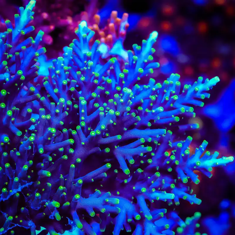 Pacman Dragon Acropora Coral - TSA Coral