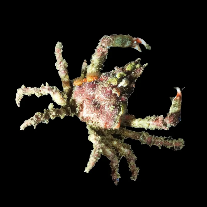 Sponge Decorator Crab - TSA Inverts