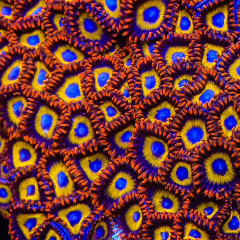 Fruit Loop Zoanthids Coral - TSA Coral