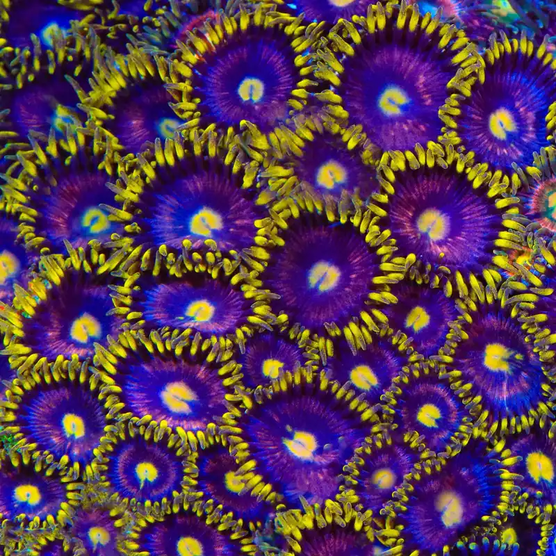 TSA Galactic Burst Zoanthids Coral - TSA Coral