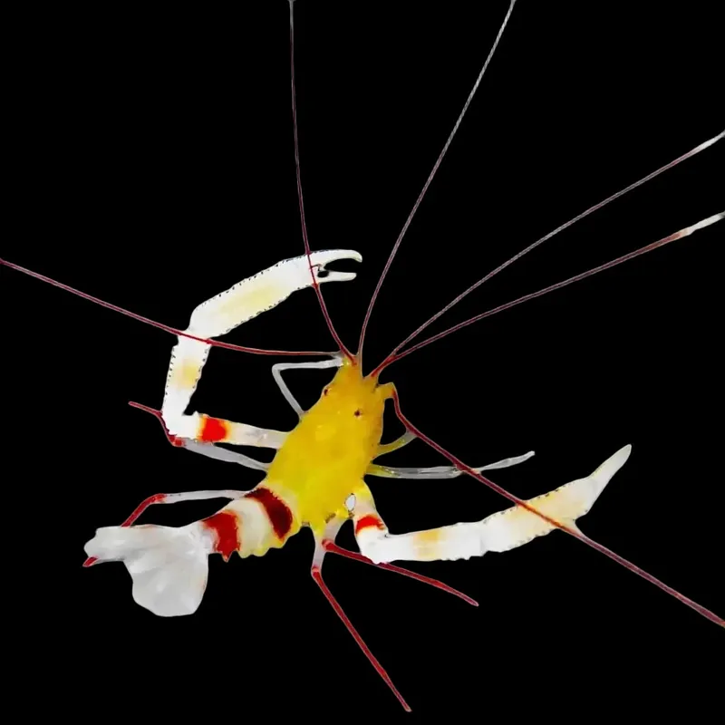 Zanzibar Coral Banded Shrimp - TSA Inverts