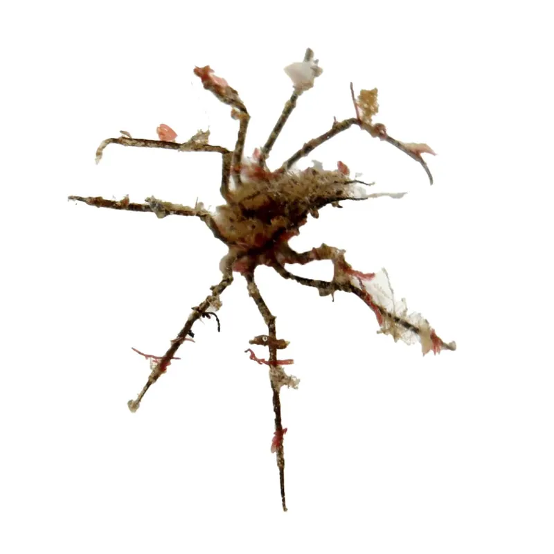 Arrow Decorator Crab - TSA Inverts