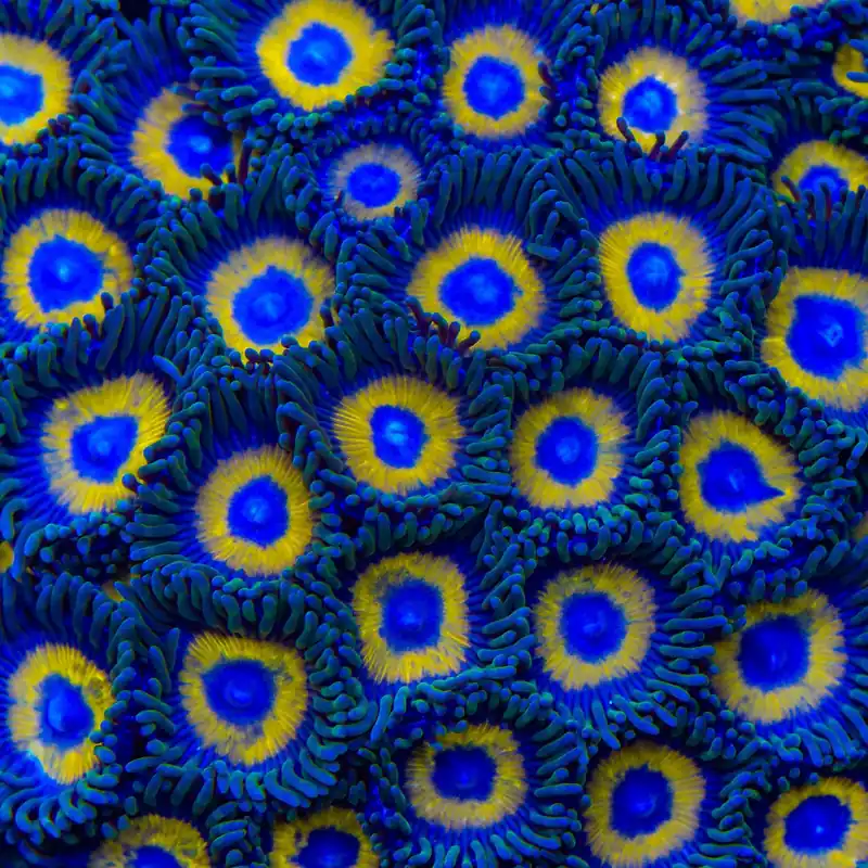 Yellow Submarine Zoanthids Coral - TSA Coral