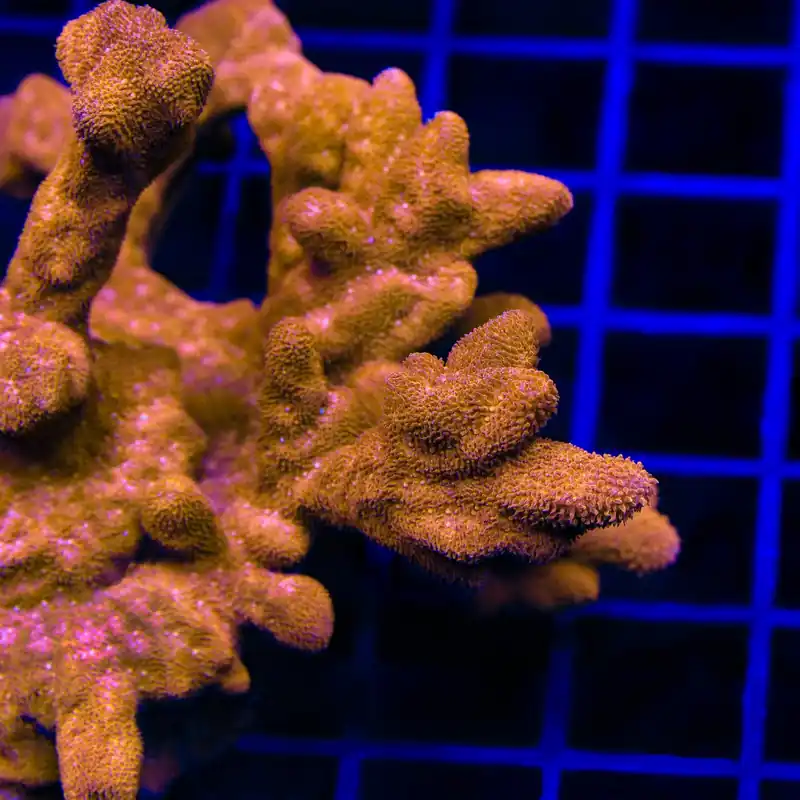 TSA Sunrise Psammocora Coral - TSA Coral