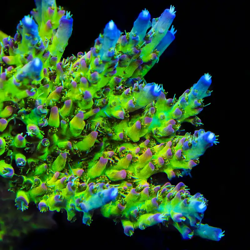 TSA Disco Fever Acropora Coral - TSA Coral