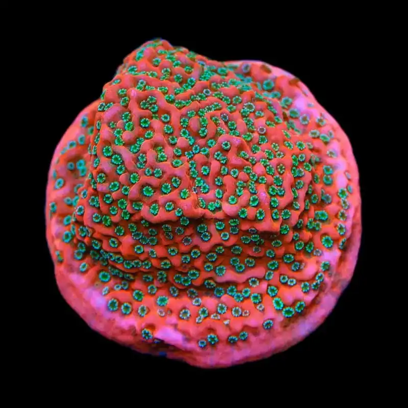 TSA Apple Jacks Montipora Cap Coral - TSA Coral