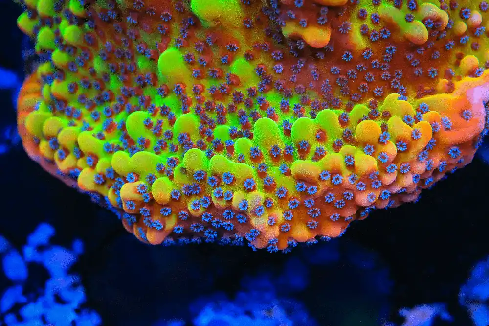 TSA Beast Montipora Coral - TSA Coral