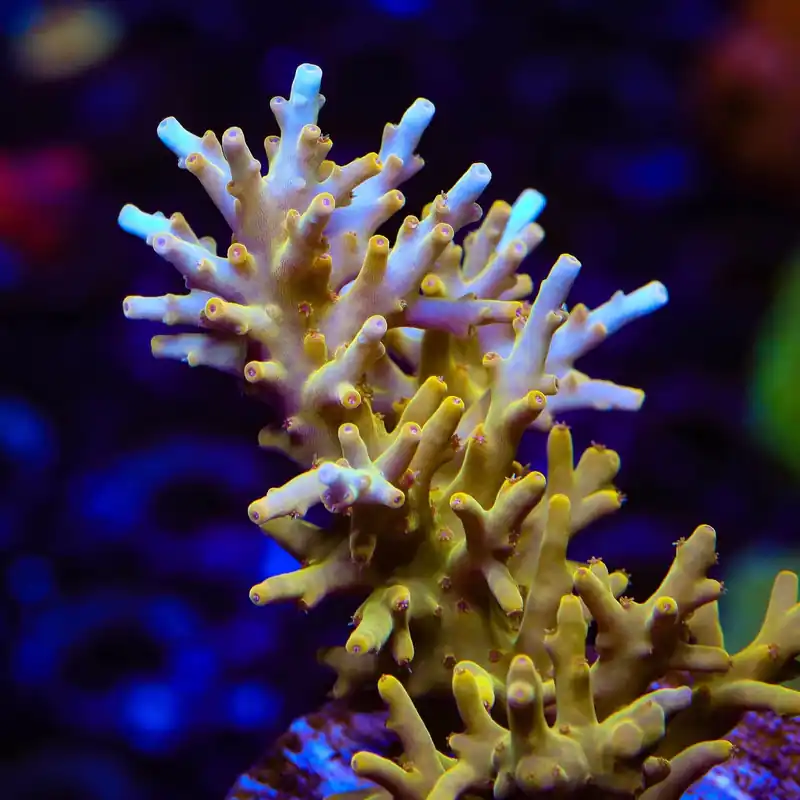 TSA Golden Honeycomb Acropora Coral - TSA Coral