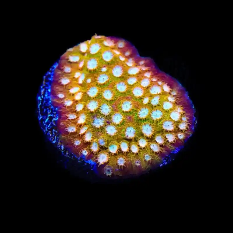 ACI Golden Girls Cyphastrea Coral - TSA Coral