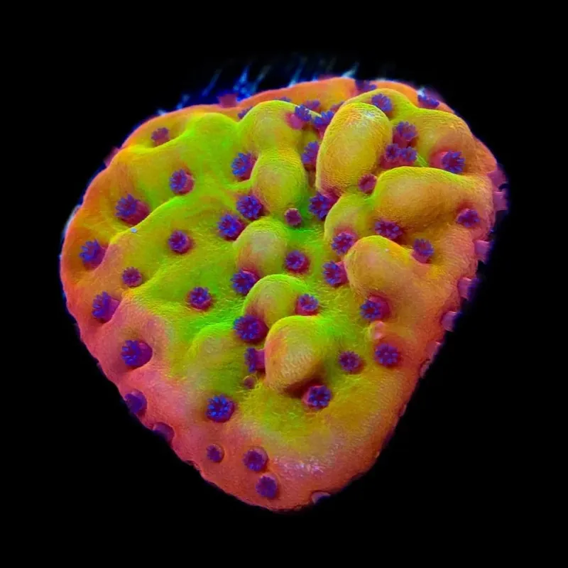 TSA Beast Montipora Coral - TSA Coral