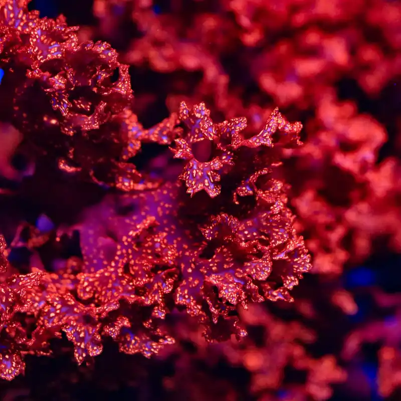 Atomic Broccoli Macroalgae - Top Shelf Aquatics