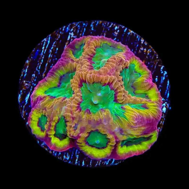 TSA Pandemic Favia Coral - TSA Coral