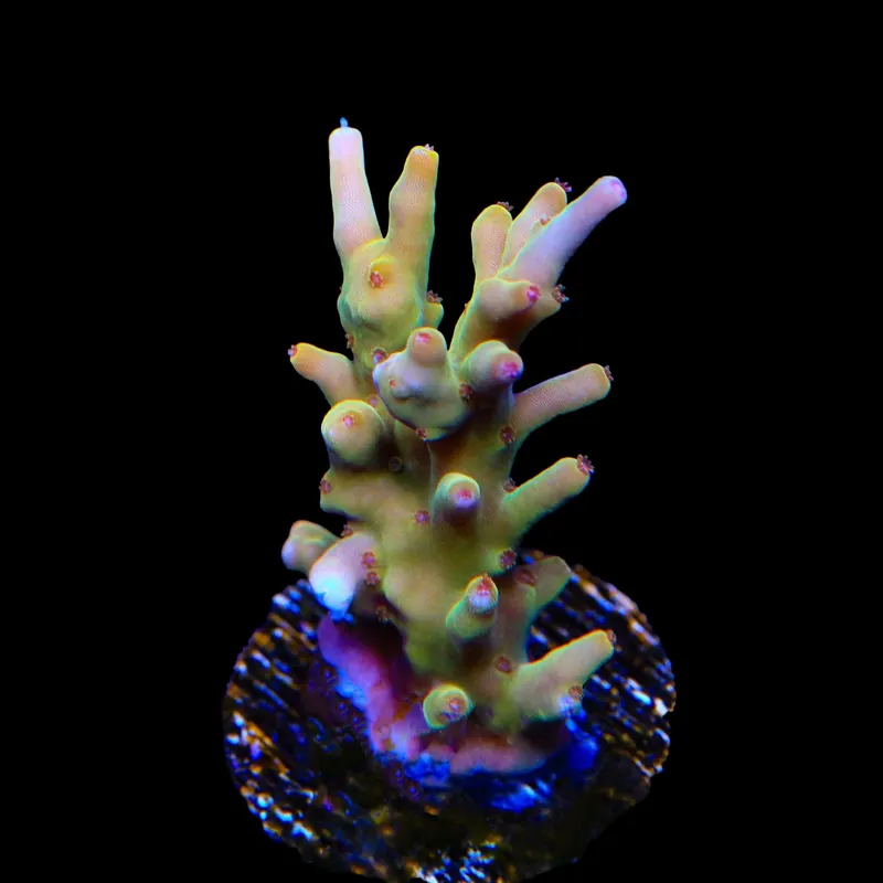 TSA Golden Honeycomb Acropora Coral - TSA Coral
