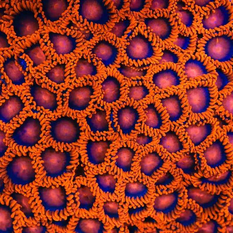 Bam Bam Zoanthids Coral - TSA Coral