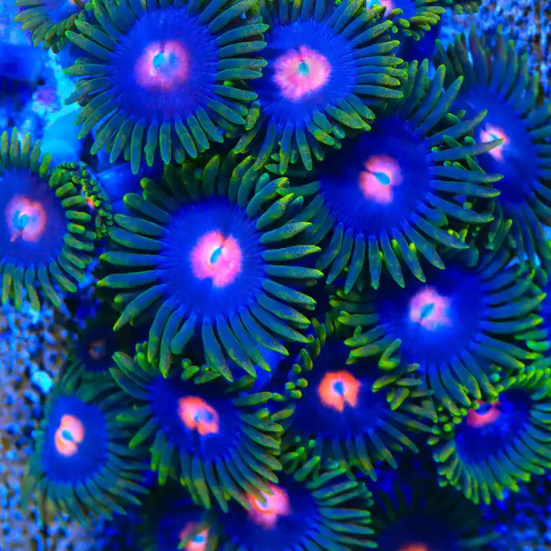 Blow Pop Zoanthids Coral - TSA Coral