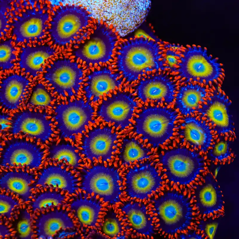 Circus Freak Zoanthids Coral - TSA Coral