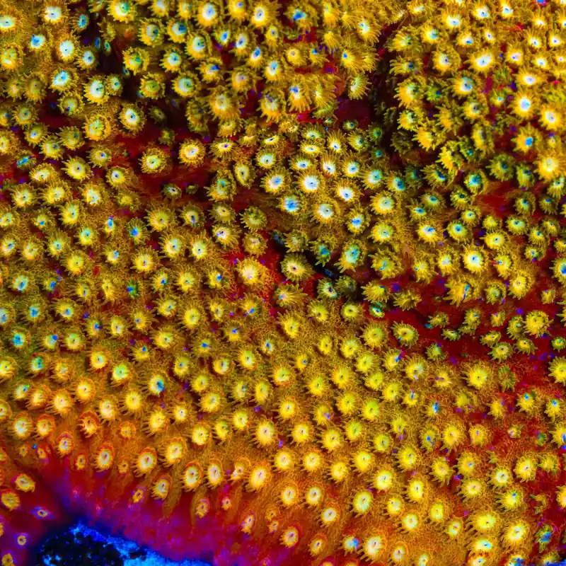 ACI Golden Girls Cyphastrea Coral - TSA Coral
