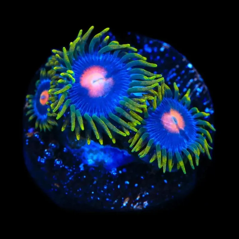 Blow Pop Zoanthids Coral - TSA Coral