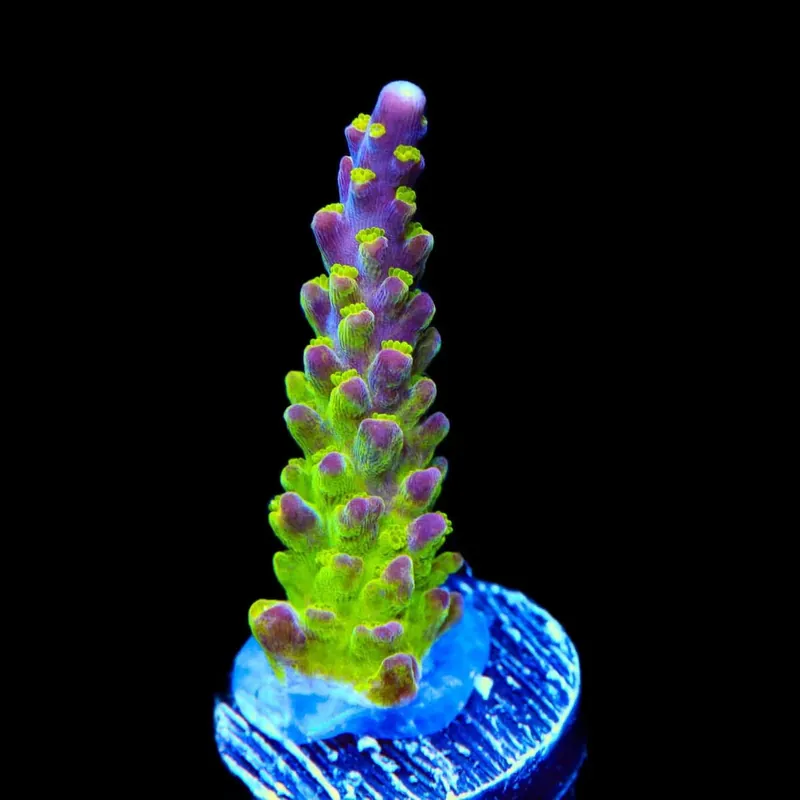 RR Rainbow Loom Acropora Coral - TSA Coral