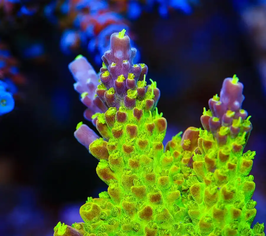 RR Rainbow Loom Acropora Coral - TSA Coral