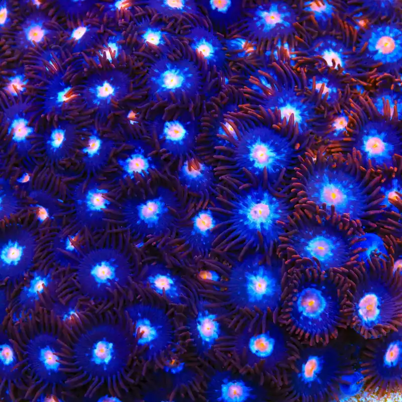 TSA Glow Pop Zoanthids Coral - TSA Coral
