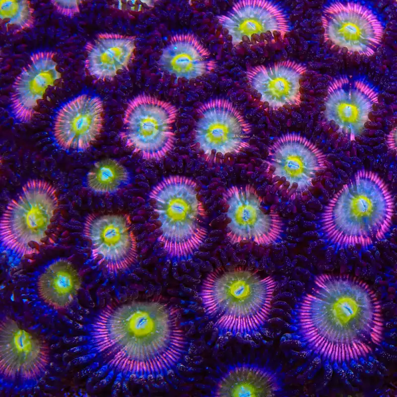 TSA Rainbow Spectrum Zoanthids Coral - TSA Coral