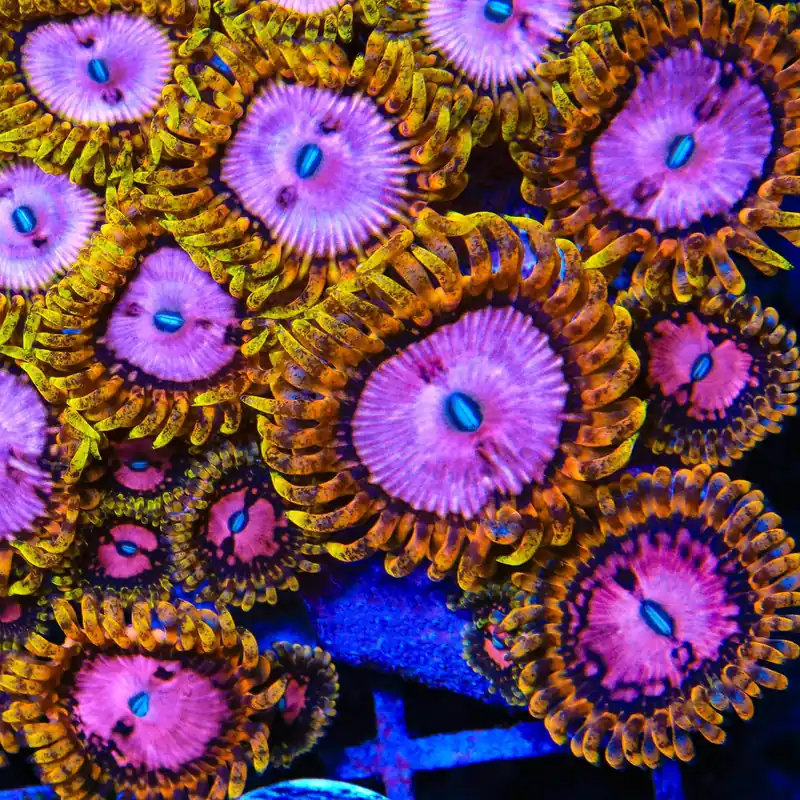 TSA Chemically Altered Zoanthids Coral - TSA Coral