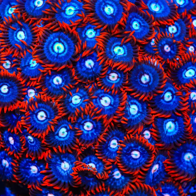 Fire and Ice Zoanthids Coral - TSA Coral