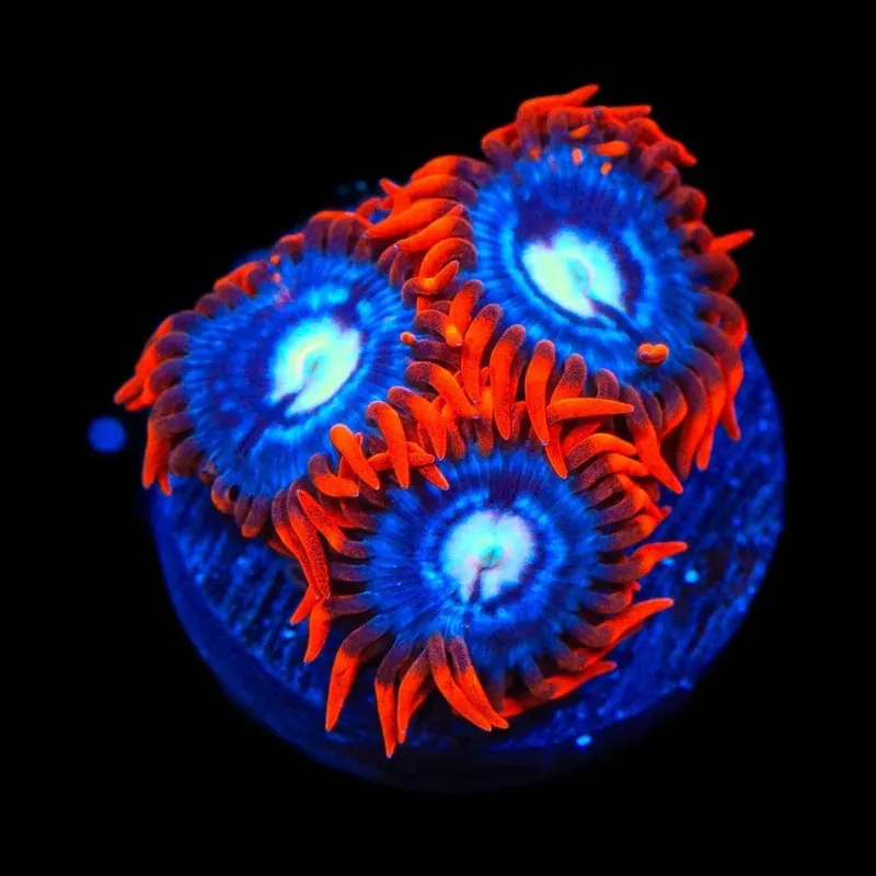 Fire and Ice Zoanthids Coral - TSA Coral