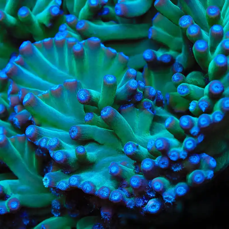 TSA Emerald Branching Turbinaria Heronensis Coral - TSA Coral