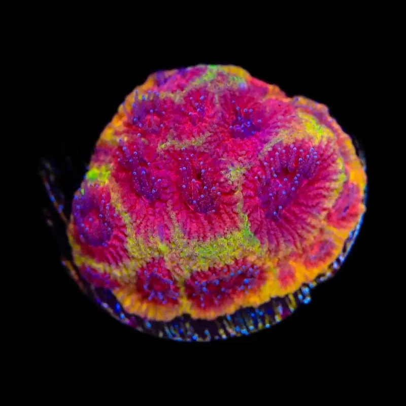 TSA Chemical Warfare Favia Coral - TSA Coral