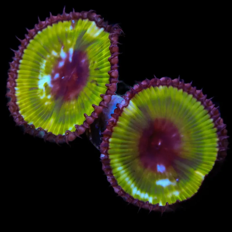 Green Palythoa Grandis Coral - TSA Coral