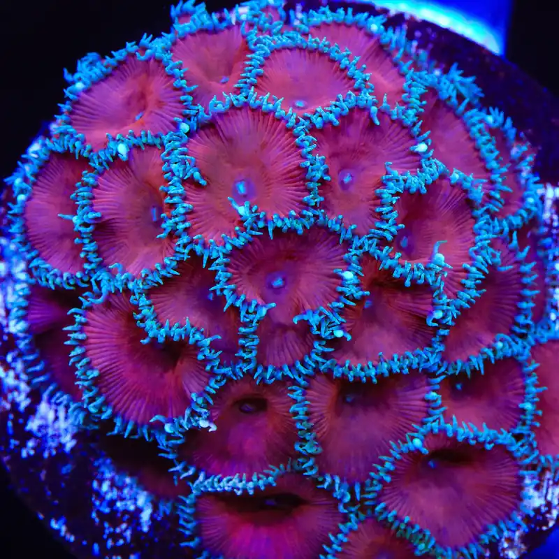 Red Death Palythoa Coral - TSA Coral