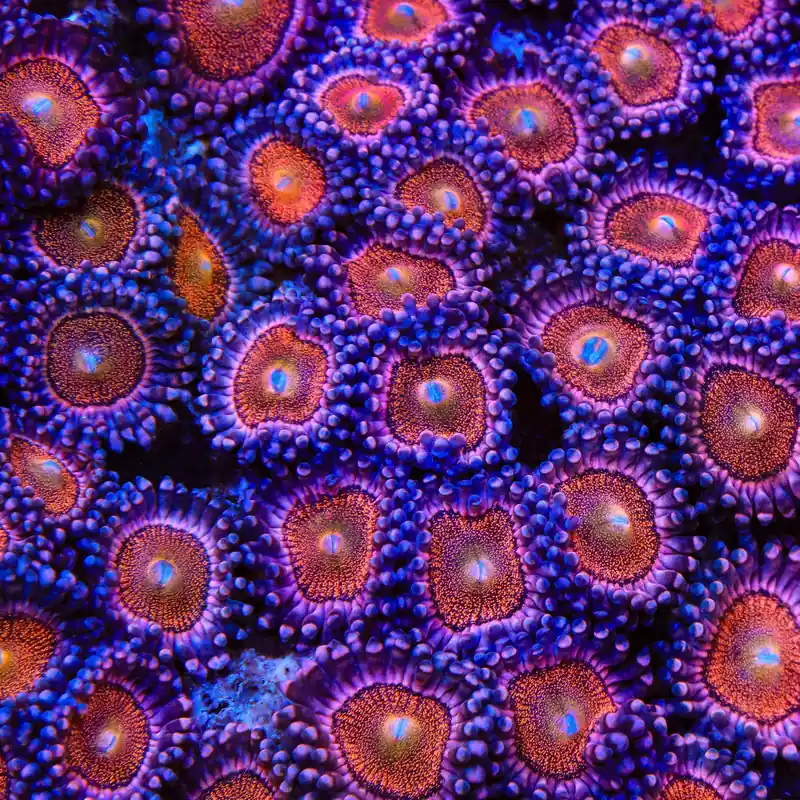 Mohawk Zoanthids Coral - TSA Coral