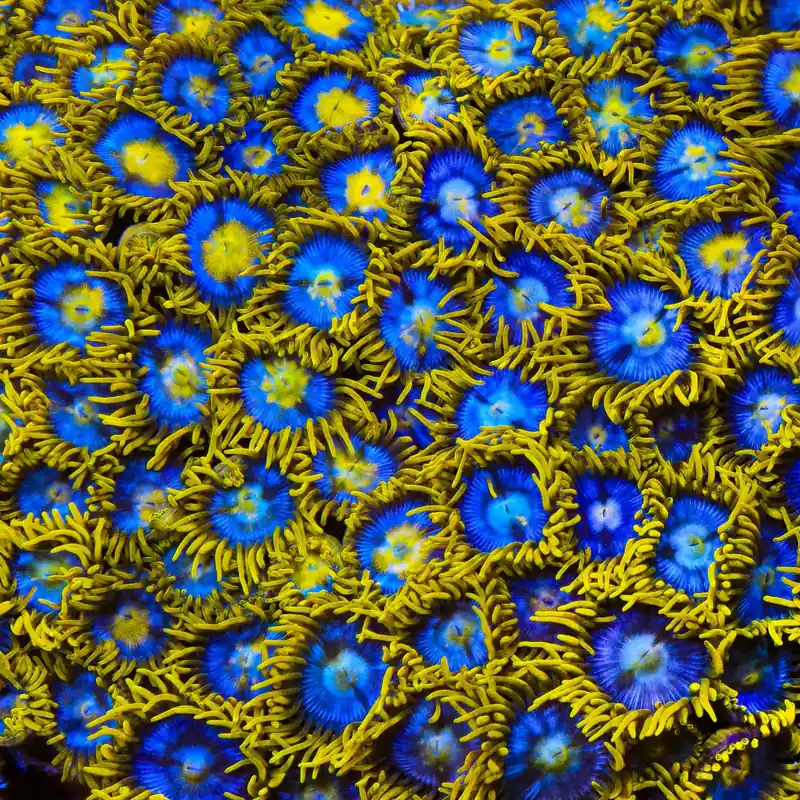 TSA Smurfette Zoanthids Coral - TSA Coral