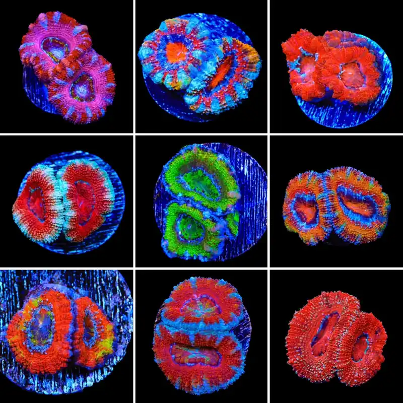 Acan 3 Coral Frag Pack - Top Shelf Aquatics