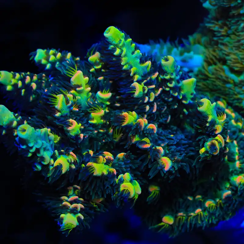 BkChem Froot Loops Acropora Coral - TSA Coral