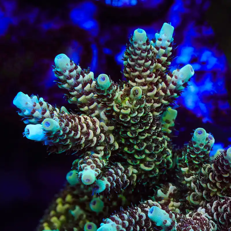 TSA Rick Moranis Acropora Coral - TSA Coral