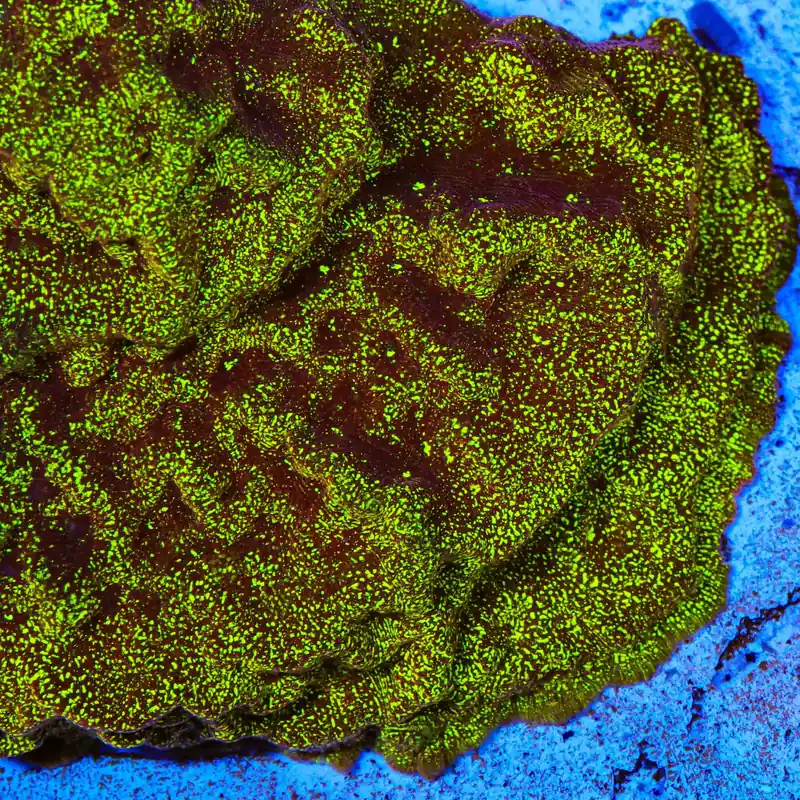 TSA High Beam Leptoseris Coral - TSA Coral