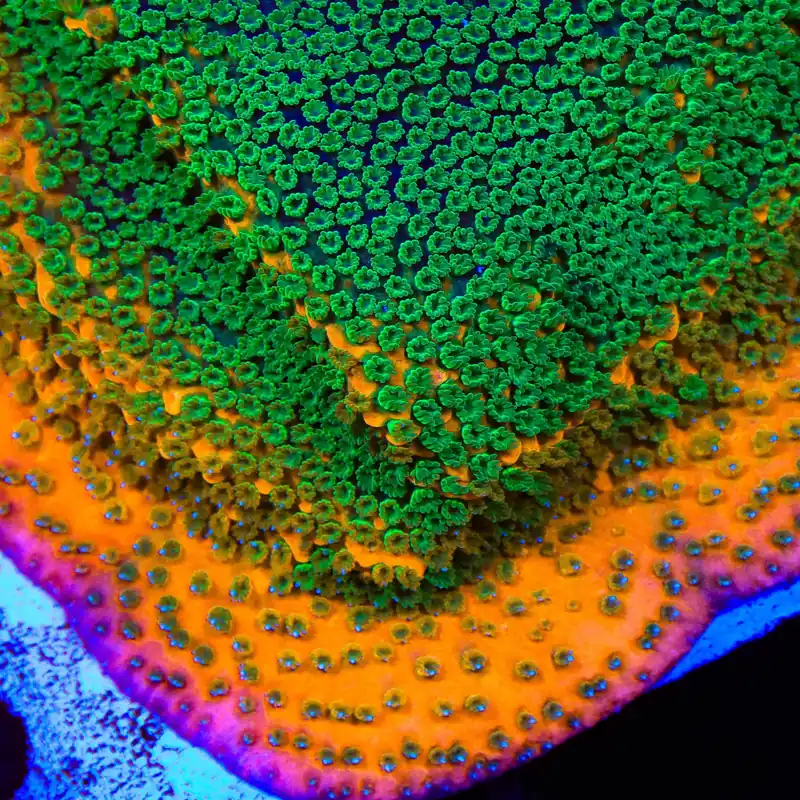 TSA Oompa Loompa Montipora Coral - TSA Coral
