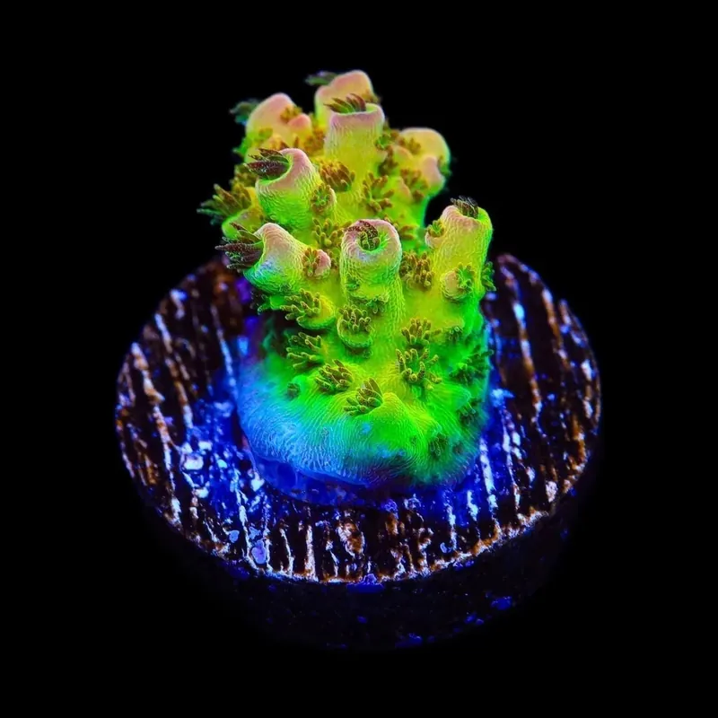 PC Superman Acropora Coral - TSA Coral