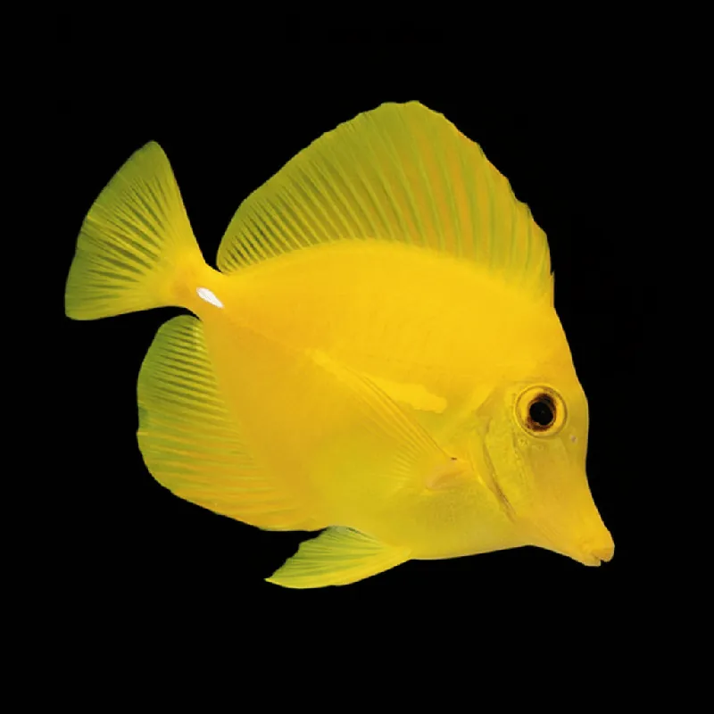 Captive-Bred Yellow Tang - Zebrasoma flavescens