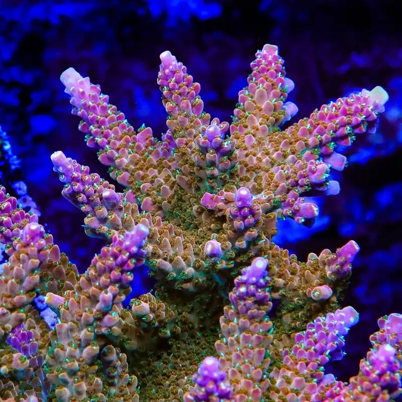 TSA Explosive Ember Acropora Coral - TSA Coral