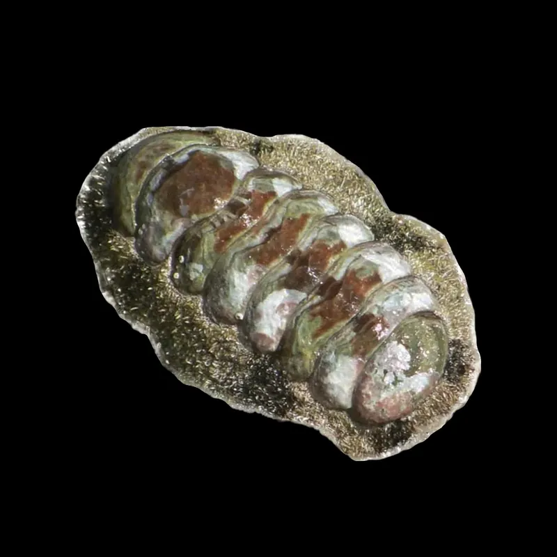 Fuzzy Chiton - TSA Inverts