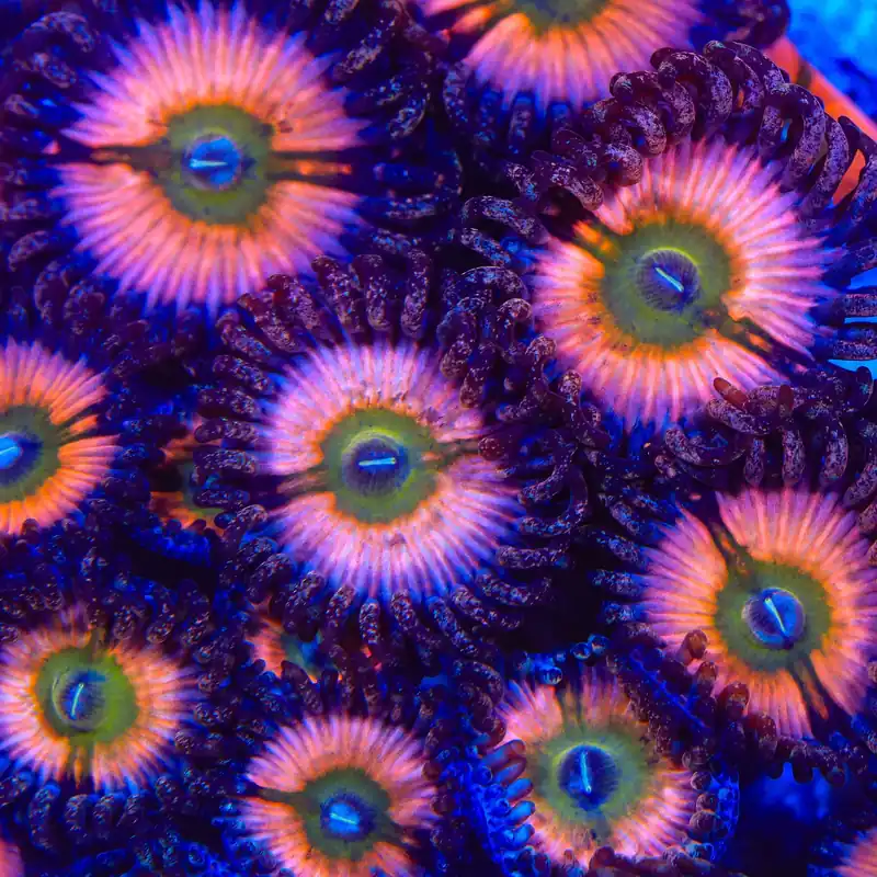 CB Rainbow Infusion Zoanthids Coral - TSA Coral