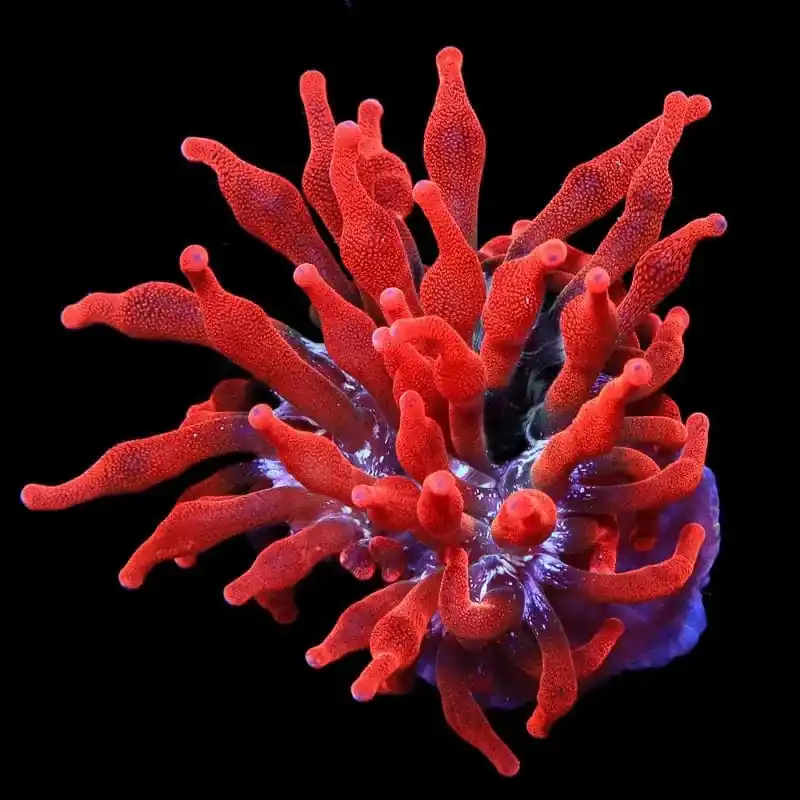 Black Widow Bubble Tip Anemone - TSA Coral